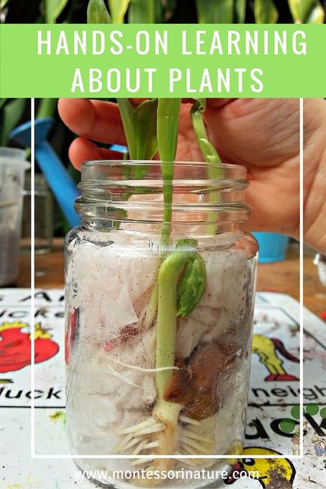 Hands-on Learning About Plants | Preschool Home Schooling Activity | Montessori Botany Activities | Plant Life Cycle | Seed Germination Plants Preschool, Learning About Plants, Montessori Science, Plants Unit, Plant Activities, Montessori Homeschool, Education Positive, About Plants, Plant Life Cycle