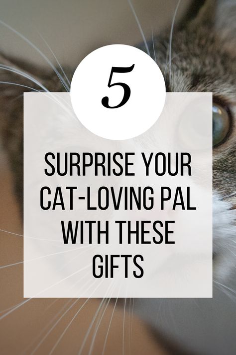 5 Best Gifts for Cat Owners Cat Gifts For People, Bday Gift For Boyfriend, Cat Mom Gifts, Cat Owners, Birthday Gift Ideas, Cat Mom, Cat Lover Gifts, Cat Gifts, Best Friend Gifts