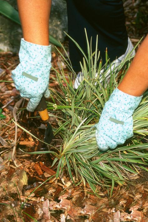 Weeding. Gloved hands pulling out a plant , #AFFILIATE, #Gloved, #Weeding, #hands, #plant, #pulling #ad Garden Problems, Residential Landscaping, Vegetable Garden Planning, Garden Fun, Garden Weeds, Fall Vegetables, Garden Solutions, Gardening 101, Flower Gardening