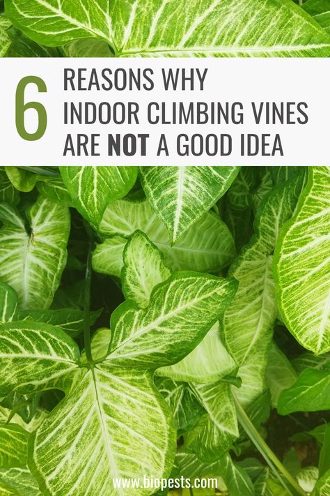 Climber plants can be a great way to add some greenery indoors, but these little vines come with a few risks. Find out why you should think twice about growing indoor climbing vines before making any decisions. Get all the details now! Indoor Vine Trellis, Creeping Indoor Plants, Indoor Vine Wall, Plant Climbing Wall Indoor, Vining Indoor Plants, Indoor Climbing Plants Ideas, How To Grow Vines On House, Indoor Vines And Climbers, Indoor Vine Plants Ideas