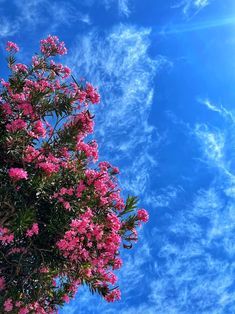 Sky And Flowers Aesthetic, Bougainvillea Aesthetic, Nature Aesthetic Pictures, Sky Photography Nature, Flowers Photography Wallpaper, Nothing But Flowers, Wallpaper Nature Flowers, Pretty Landscapes, Flower Background Wallpaper