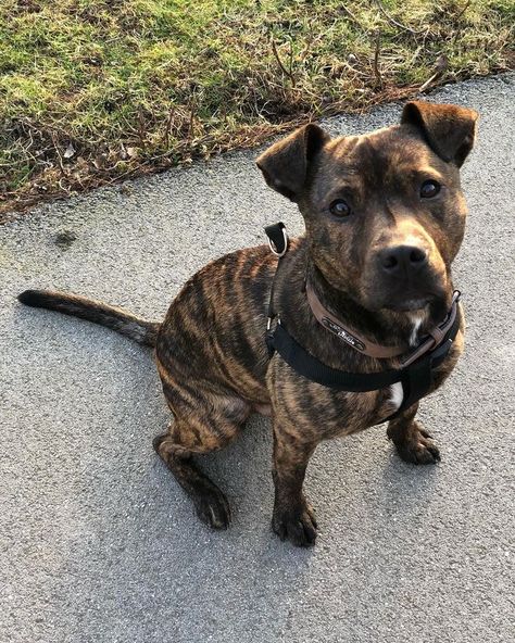 Pitbull Brindle, Brindle Staffy, Staffie Puppies, American Pitbull Terrier Puppy, Rottweiler Mix Puppies, Pitbull Boxer Mix, Pitbull Boxer, Staffy Dog, Rottweiler Mix