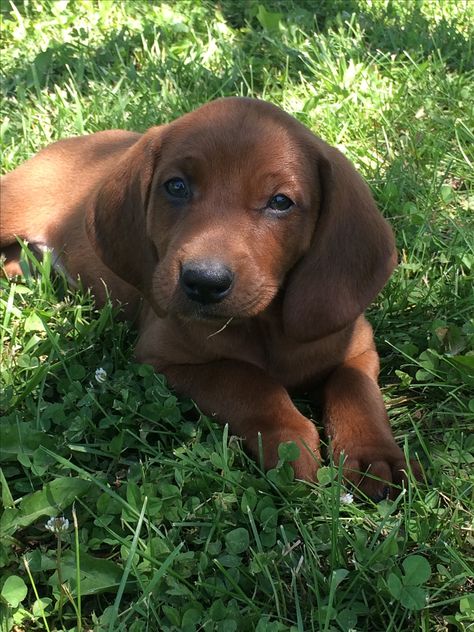 Redbone Coonhound puppies are adorable!!! Red Coonhound Puppies, Redbone Coonhound Puppy, Treeing Walker Coonhound Puppy, Redtick Coonhound, Red Bone Coonhound, Coonhound Puppy, Red Bone, Redbone Coonhound, Hound Puppies