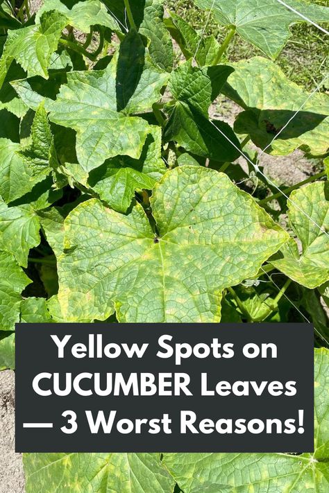 Troubled by yellow spots on your cucumber leaves? Uncover the three worst reasons behind these unsightly marks with our comprehensive guide! From nutrient deficiencies to pest infestations, we'll delve into the root causes of yellow spots. Discover the solutions and preventive measures to keep your cucumber plants healthy and thriving. Don't let yellow spots dampen your gardening success - take action now and restore the vibrancy to your cucumber leaves! IG Photo by: fairacresorganicproduce Cucumber Diseases Leaves, Tomatoes Plants Problems, Yellow Cucumber, Watermelon Leaves, Cucumber Plants, Okra Plant, Garden Sprinklers, Cucumber Plant, White Flies