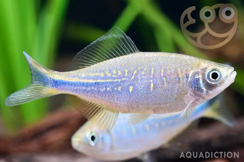 An in-depth guide to the care, breeding, & habitat of the Bengal Danio (Devario devario). complete with high-quality images for this beautiful Fish. Danio Fish, Aquatic Pets, Beautiful Fish, Fish Tank, Habitat, High Quality Images, Fish, High Quality