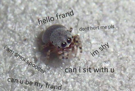 Pet Bugs, Jumping Spiders, Pet Spider, Cool Bugs, Jumping Spider, Beautiful Bugs, Incredible Creatures, Cute Creatures, Cute Little Animals