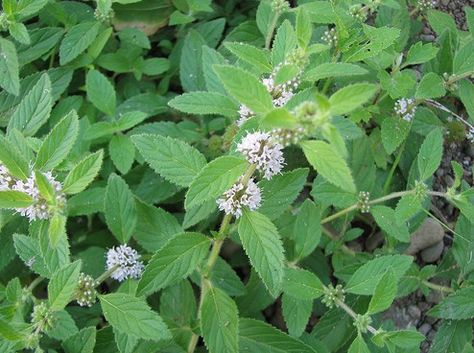 Wild Mint (Mentha Spp.) in Manitoba Wetland Plants, Mentha Spicata, Edible Weeds, Wild Foraging, Wild Mint, Natural Things, Minty Fresh, Poisonous Plants, Northwest Territories