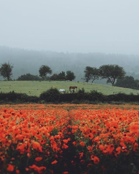 Tree Watercolor Painting, Farm Photography, Cute Desktop Wallpaper, Nature Music, Embrace Nature, Aspen Trees, Poppy Field, Watercolor Trees, Autumn Painting