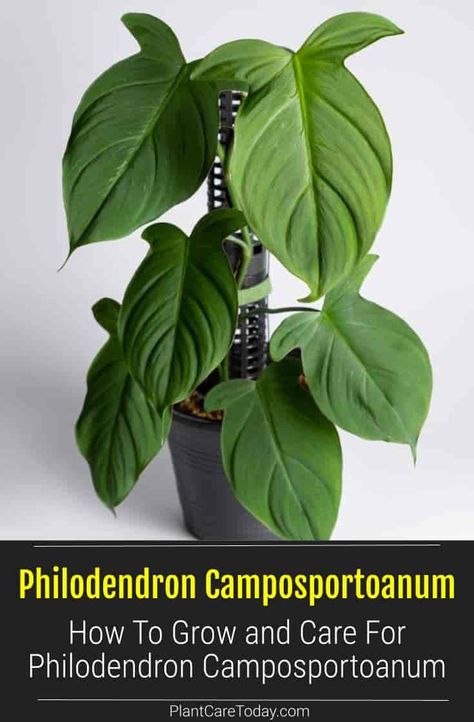 Philodendron Camposportoanum, Philodendron Care, Monstera Plants, Easy House Plants, Houseplant Care, Orchid Bark, Philodendron Plant, Inside Plants, Fast Growing Plants