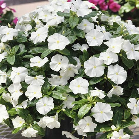 White Ground Cover, Vinca Ground Cover, Flower Ground Cover, Periwinkle Ground Cover, Vinca Rosea, Vinca Flowers, White Flowers Garden, Gardenia Plant, Hardy Geranium