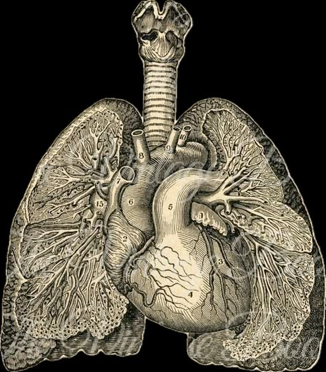 Lungs Drawing, Medical Drawings, Doctors Office Decor, Drawing Anatomy, Human Lungs, Light Blue Eyes, Section Drawing, Doctor's Office, Wonder Book