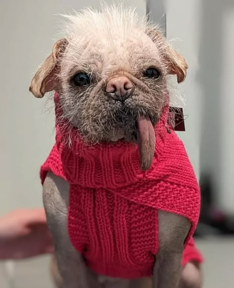 Britain's ugliest dog Peggy gets prize-winning makeover - BBC News Cute Dog Outfits, Yoda Artwork, Ugliest Dog, Ugly Dog, Ugly Animals, Dog Outfits, Deadpool 2, Ugly Dogs, Dog Pool