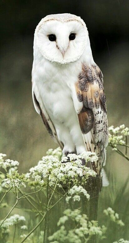 Barn Owl (Tyto albo) Bird Drawing, Owl Pictures, Beautiful Owl, Owl Bird, Pretty Birds, Barn Owl, Birds Of Prey, Wild Birds, Animal Photo