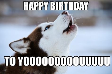 Husky Birthday, Funny Happy Birthday Wishes, Birthday Memes, Birthday Card Messages, Husky Funny, Happy Birthday Meme, Happy Birthday Funny, Funny Happy Birthday, Birthday Meme