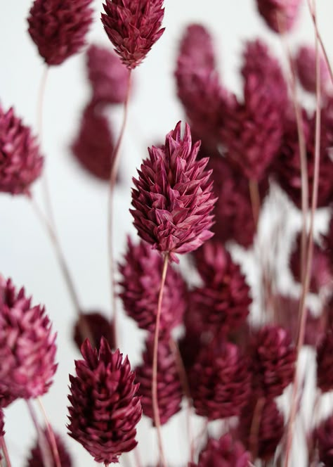 Country Wedding Bouquets, Burgundy Aesthetic, Pink Burgundy, Dried Floral, Flower Phone Wallpaper, Dried Flower Arrangements, Red Aesthetic, Flower Wallpaper, Ideas De Fondos De Pantalla