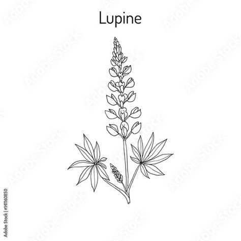 Lupine Line Art, Lupine Drawing Simple, Lupine Flower Drawing, Lupin Embroidery, Lupine Flowers Tattoo, Lupin Drawing, Lupine Drawing, Lupin Tattoo, Lupine Tattoo