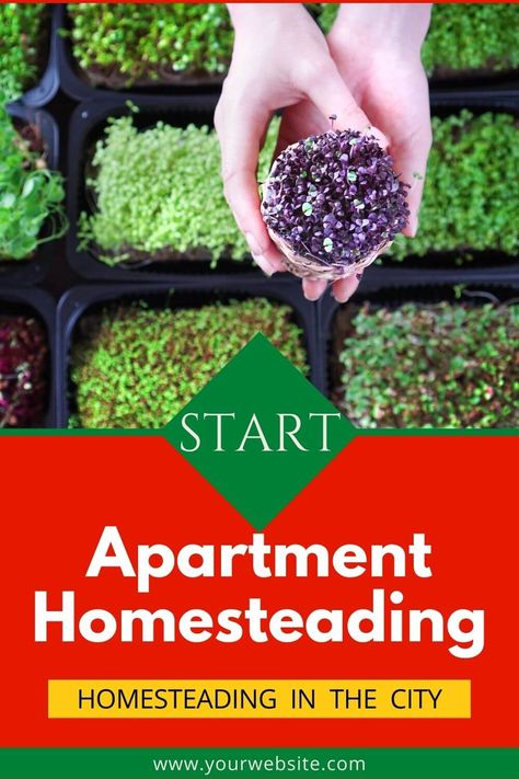 Can you homestead in an apartment? Yes! Apartment homesteading is a thing. You can do a lot of homesteading projects even with no backyard. Apartment Homesteading, Homesteading Projects, Homestead Farm, Urban Homesteading, Healthy Vegetables, Growing Food, Farm Life, Garden Beds, A Thing