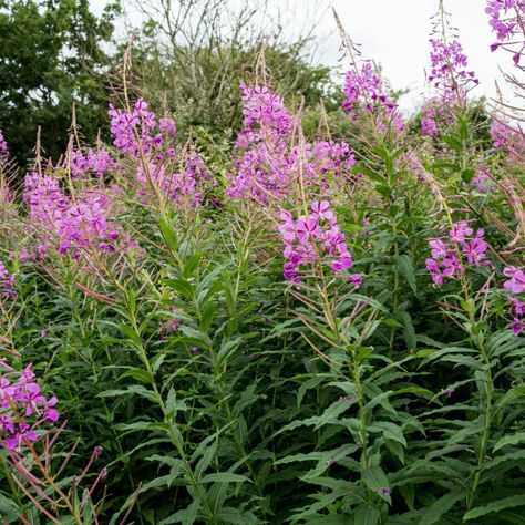 Wolfsbane Flower, Wolfsbane Flower Drawing, Rosebay Willowherb, Wild Flowers Uk, Foxglove Beardtongue, Dog Friendly Garden, Purple Weeds Flower, Flora Flowers, Purple Trees