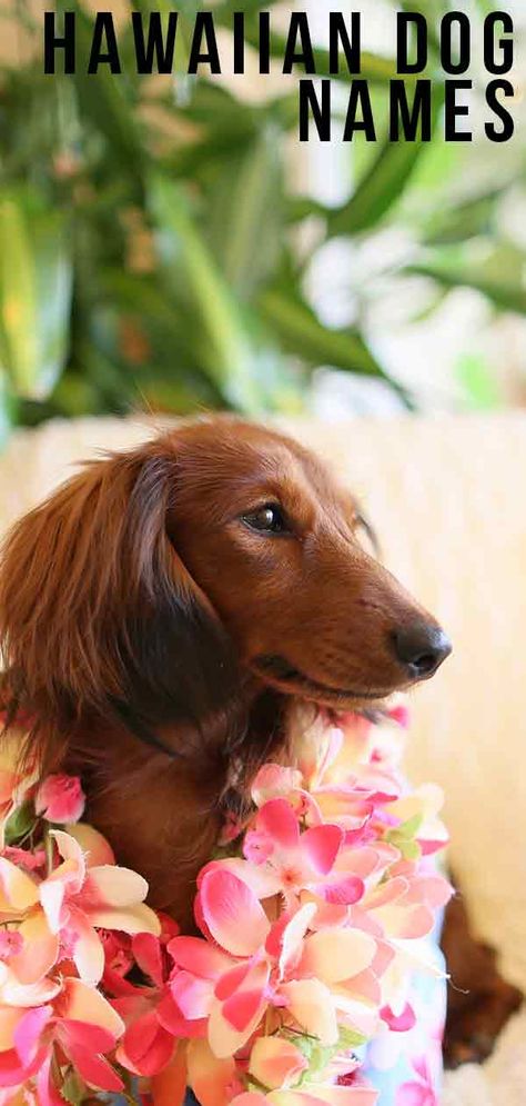 hawaiian dog names Hawaiian Dog Names, Boy Puppy Names, Tough Dog Names, Puppies Names Female, Dogs Names List, Yorkie Names, Dog Names Unique, Boy Dog Names