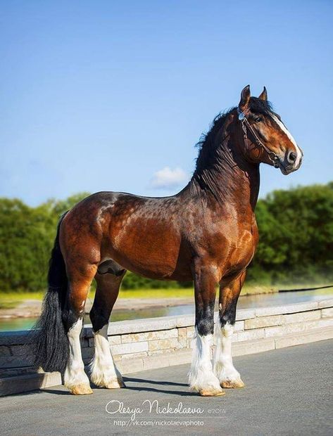 Noriker Horse, Draft Horse Breeds, Horse Standing, Percheron Horses, Budweiser Clydesdales, Shire Horse, Clydesdale Horses, Draft Horse, Horse Inspiration