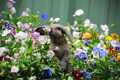 Animals Sniffing Flowers Is The Cutest Thing Ever (15+ Pics) Smelling Flowers, Cutest Thing Ever, Cute Animal Videos, Hamsters, Animals Images, 귀여운 동물, Cute Bunny, Animals Friends, Animal Gifs