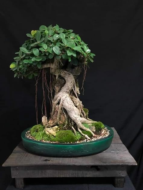 Ficus Ginseng Bonsai, Bonsai On The Rock, Jade Plant Bonsai, Bonsai Making, Japanese Bonsai Tree, Ficus Bonsai, Bonsai Ficus, Tree Types, Jade Bonsai