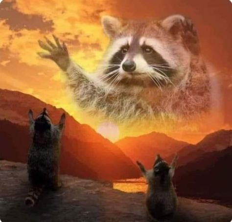 Raccoon Memes, Racoon Funny, Weekend Goals, Cheezburger Cat, Cute Animal Memes, Dungeons And Dragons Game, Raccoon Funny, Expiration Date, Scene Design