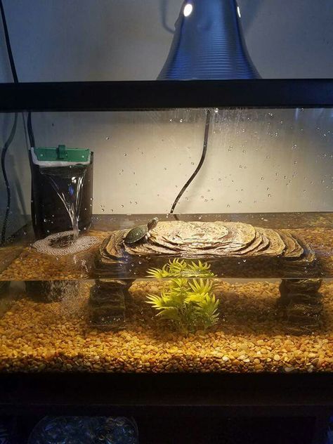 Mini Turtle Bioactive Turtle Tank, 10 Gallon Turtle Tank Ideas, Small Turtle Tank Ideas, Turtle Tank Setup Ideas Diy, Aesthetic Turtle Tank, Aquatic Turtle Habitat Ideas Outdoor, Semi Aquatic Turtle Habitat, Water Turtle Tank Ideas, Pet Turtle Tank