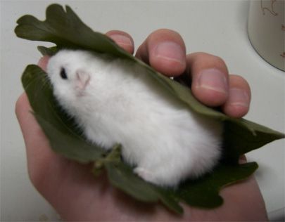 kashiwa mochi! Cute Kawaii Animals, Cute Hamsters, Silly Animals, Silly Pictures, Cute Animal Photos, Cute Animal Pictures, Happy Animals, Hamsters, Rodents