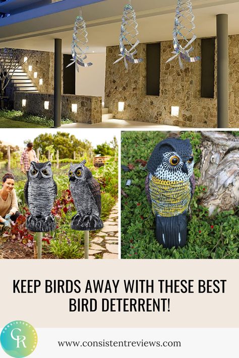 Keep birds away from your property with the best bird deterrent products on the market! Safely & and effectively deter birds from entering your space. Bird Deterrents, Bird Repellents, Bird Control, Bird Stand, Barred Owl, Spa Like Bathroom, Diy Birds, Owl Bird, Backyard Birds