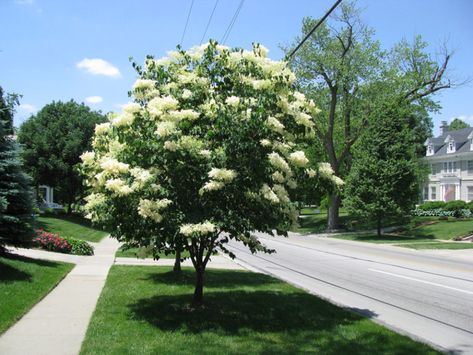 Small trees to consider for your yards and gardens - East Idaho News Syringa Reticulata, White Lilac Tree, Japanese Lilac Tree, Lilac Syringa, Japanese Lilac, Ornamental Cherry, Lilac Plant, Patio Trees, Japanese Tree