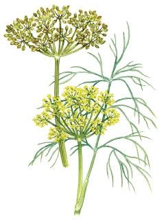 Once the summer solstice passes in late June, dill or cilantro become much less likely to burst into premature bloom. Dill Plant Drawing, Dill Botanical Illustration, Dill Illustration, Grow Dill, Dill Plant, How To Grow Dill, Herb Art, Pro Create, Mother Earth Living