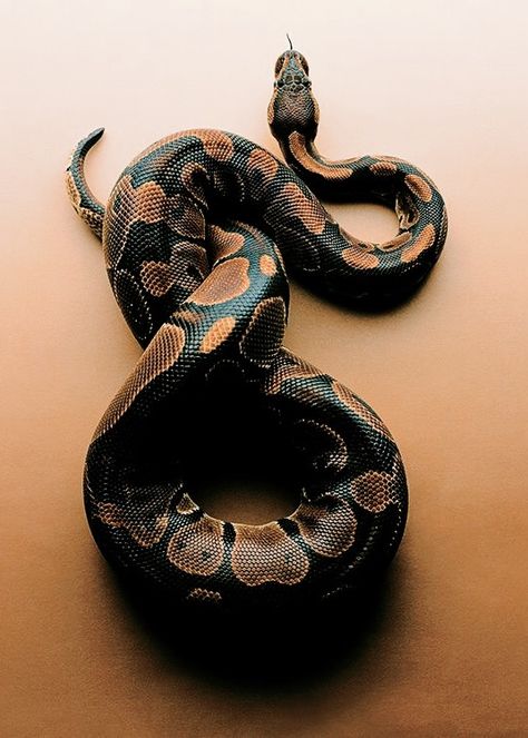 Snake Photos, Cool Snakes, Cute Reptiles, Cute Snake, Snake Art, Beautiful Snakes, Pet Snake, Reptile Snakes, Ball Python