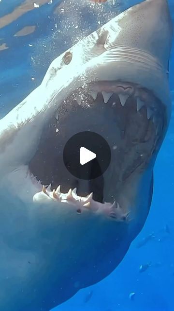 Scary Shark Pictures, Shark Videos, Shark Photography, Shark Video, Scary Shark, Marine Life Photography, Scary Ocean, Sharks Scary, Ocean Shark