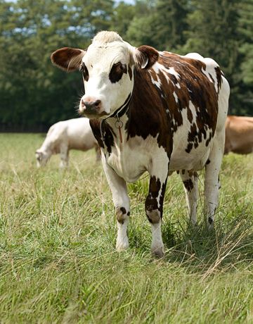 I have always wanted a cow with a collar :) White Cows, Spotted Cow, Sweet Cow, Bull Cow, Cow Pictures, Farm Cow, Brown Cow, Barnyard Animals, Cow Calf