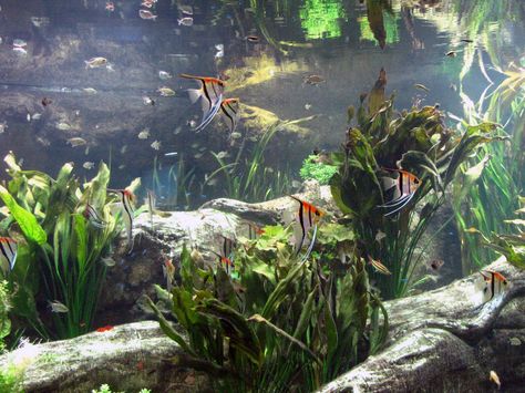 Freshwater angelfish Angelfish Tank, Angel Fish Tank, Deep Sea Life, Marine Tank, Community Tanks, Tropical Fish Aquarium, Tropical Freshwater Fish, Aquatic Garden, Diy Aquarium