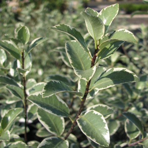 Pittosporum tenuifolium 'Marjorie Channon' (P. nigricans) Pittosporum Tenuifolium, Evergreens For Shade, Plant Catalogs, Fast Growing Trees, Landscape Plants, Green Oval, Landscaping Garden, Best Supporting Actor, Hardy Plants