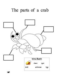 a house for hermit crab - Google Search Hermit Crab Craft, A House For Hermit Crab, Hermit Crab Crafts, Pet Study, Eric Carle Classroom, Elementary Librarian, Ocean Ideas, Nature Club, Ocean Theme Preschool