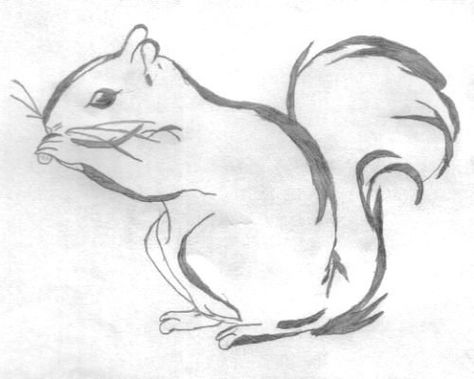 A cool squirrel drawing Drawing Of A Squirrel, Squirrel Cartoon, Squirrel Drawing, Cartoon Squirrel, Squirrel Tattoo, Squirrel Painting, Animal Line Drawings, Inkscape Tutorials, Squirrel Art