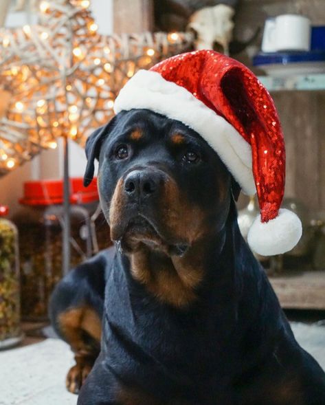 Rottweiler Christmas Pictures, Silly Rottweiler, Rot Dog, Christmas Rottweiler, Angry Wallpapers, Dog Family Pictures, Rottweiler Pictures, References Animals, German Rottweiler