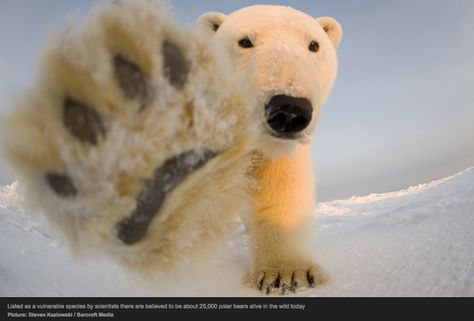 polar bear paw Cute Polar Bear, Bear Pictures, Cutest Animals, Love Bear, Silly Animals, Bear Cubs, Polar Bears, Wild Life, Ocean Life