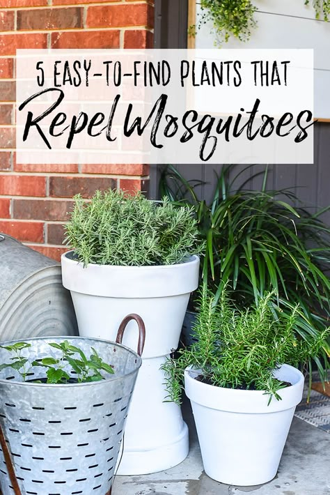 Plants That Repel Mosquitoes, Front Porch Plants, Mosquito Repelling, Front Porch Makeover, Porch Plants, Summer Front Porches, Mosquito Repelling Plants, Porch Makeover, Fragrant Plant