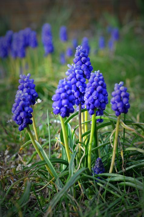 Purple Grape Hyacinths | Susan Bingaman | Flickr Blue Grape Hyacinth, Grape Hyacinth Watercolor, Grape Hyacinth Aesthetic, Hyacinth Photography, Bulb Lawn, Blue Flower Names, Hyacinth Garden, Hyacinths Garden, Muscari Flowers