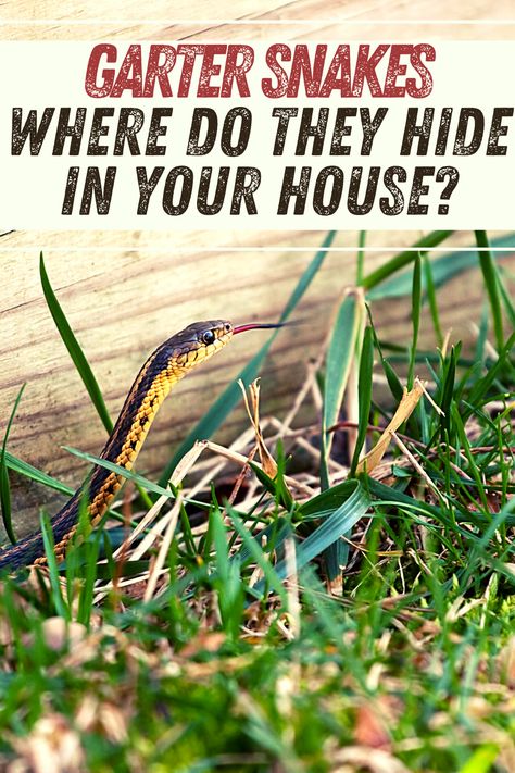 What are the Signs if you have Garter Snakes in your house and where would the garter snake usually hide in your house. + Why Do Garter Snakes Come in the House? Snake Hides, Snake Tank, Garter Snake, Snake Shedding, House Signs, Off Grid Living, The Signs, Snakes, Home Signs