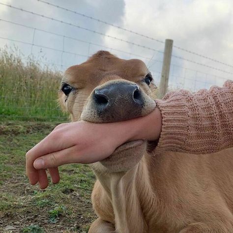 Introducing Quincy The Carnivore Cow, Instagram