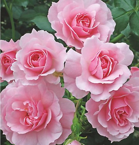 Bonica Rose, Rose Landscape, Roses Garden Care, Landscaping With Roses, Country Gardens, Types Of Roses, Shrub Roses, Rose Arrangements, Pink Garden