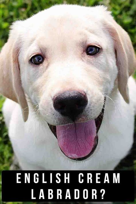 Dog Breeds Labrador, English Yellow Lab, English Lab Puppies, English Vs American Labrador, Working Labrador, American Labrador, Blonde Labrador Pup, English Labrador, Welsh Corgi Puppies