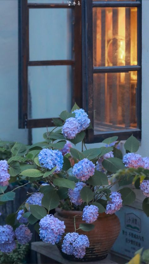 Flowers Photography Wallpaper, Photography Posing Guide, Cute Flower Wallpapers, Photography Wallpaper, Blue Hydrangea, Bible Art, Blue Aesthetic, Landscape Photos, Flowers And Leaves