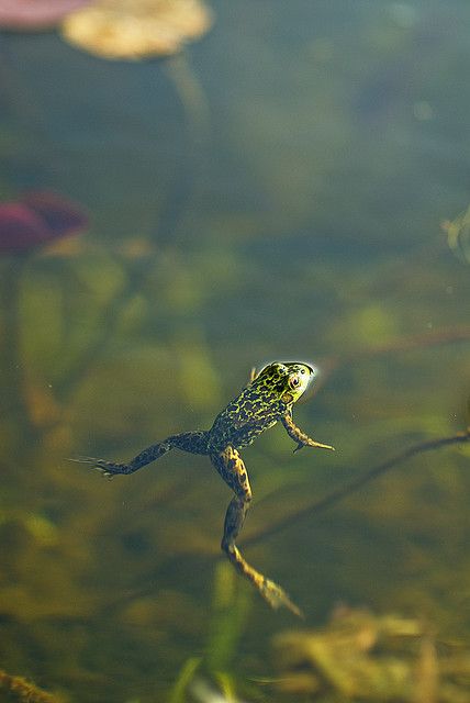 Playin' in a pond or creek somewhere Frog Pics, Frog Pictures, Pond Life, Funny Frogs, Lily Pond, A Frog, Frog And Toad, Reptiles And Amphibians, Cute Frogs