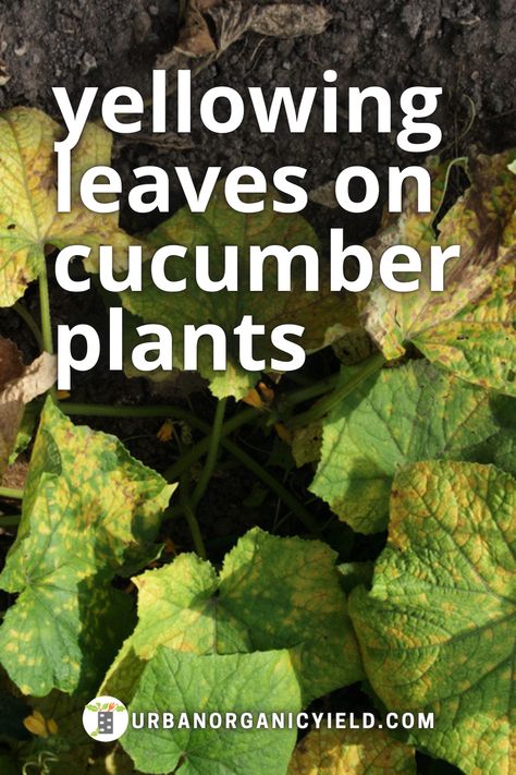 Yellow Cucumbers What To Do With, Cucumber Diseases Leaves, Yellow Cucumbers, Cucumber Leaves Turning Yellow, Yellow Cucumber, Cucumber Seedlings, Cucumber Flower, Plant Leaves Turning Yellow, Cucumber Gardening